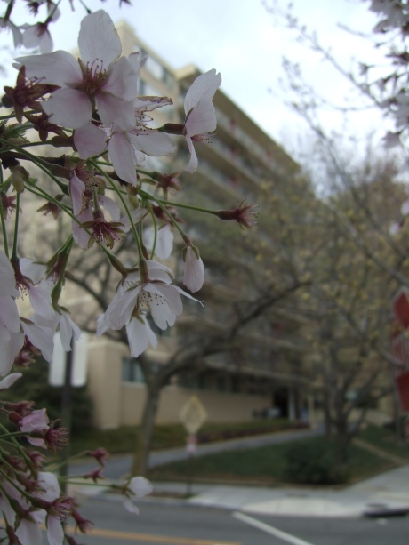 Blossoms and my apartment building